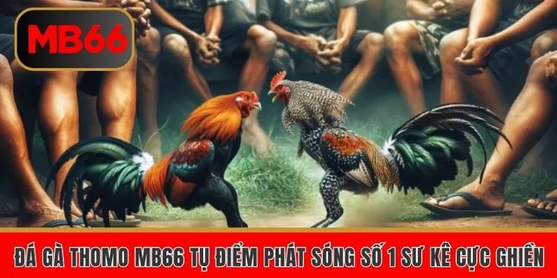 Đá Gà Thomo MB66 Tụ Điểm Phát Sóng Số 1 Sư Kê Cực Ghiền