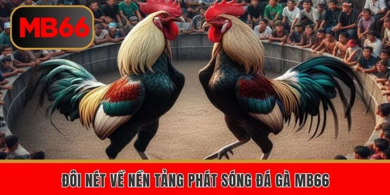 Đôi nét về nền tảng phát sóng đá gà MB66